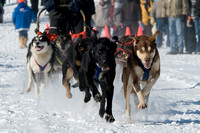 Dog Sled Race 2009